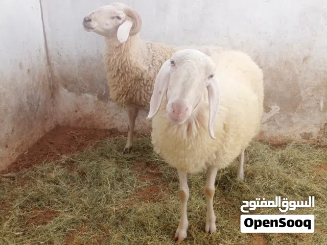 اغنام طلياني اصلي وليس المهجن