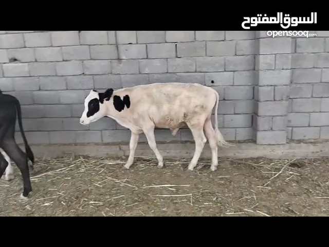عجوله حلال بيت وسمان وصاحيات وسعارهن مناسبه ليريد انطي رقم راعيهن