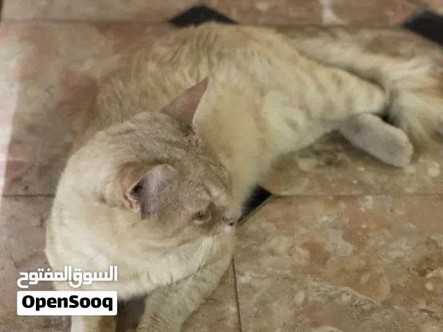 قط شيرازي اقرأ الوصف