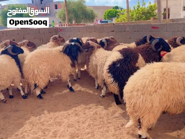 اضاحي عيد ثلوتي للبيع العدد