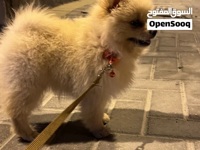 بومرينيان نثيه