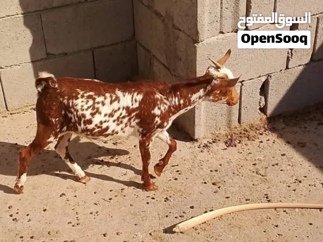 السلام عليكم اخوان صخل صلالي خط أول