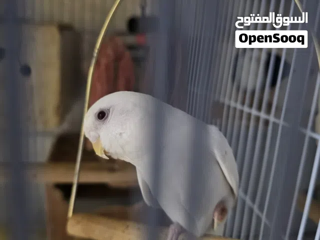 طيور بادجي محلي