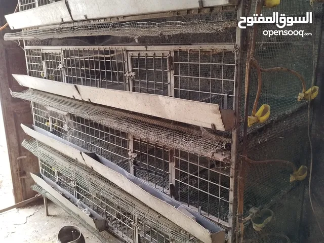 فقاسه واقفاص فري للبيع