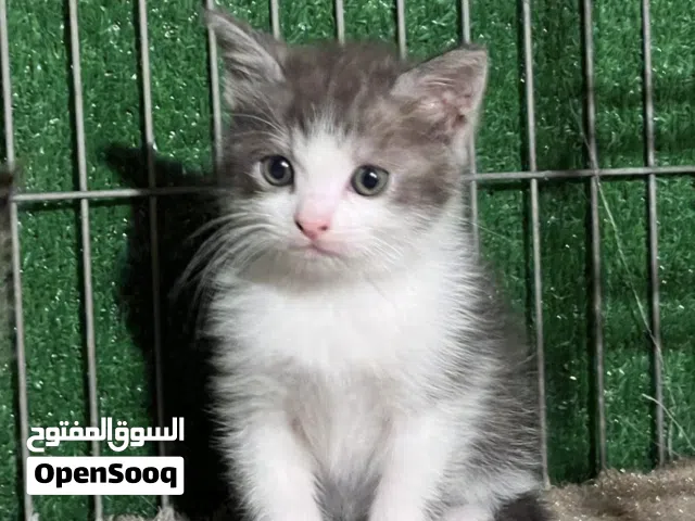 زوز ذكوره العمر 50 يوم