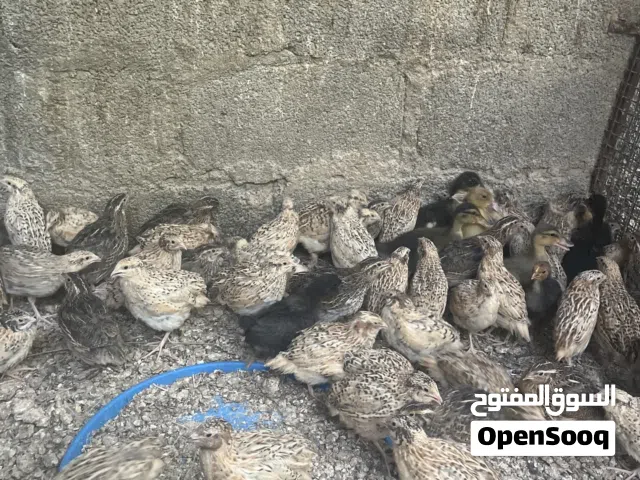 للبيع اربع حبات ريال وميه