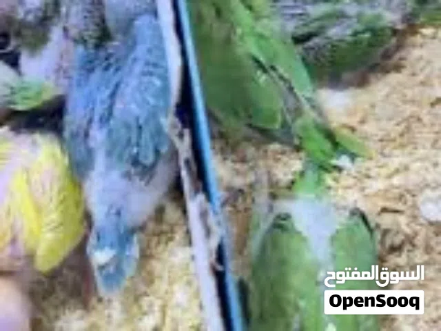 مطلوب افراخ دره
