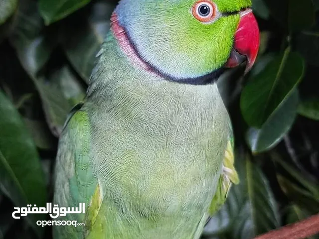 parrots amazing