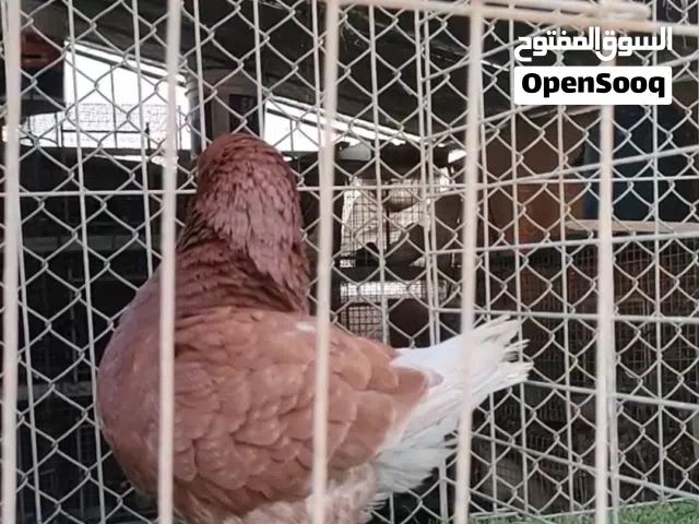 حمام مدينة امريكي زوج