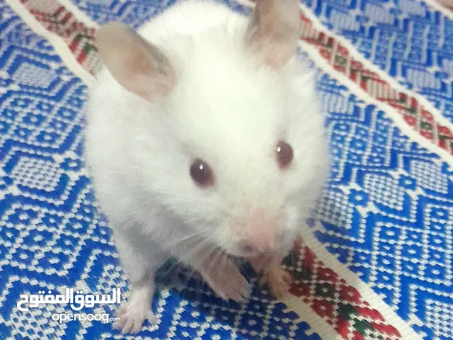 هامستر للبيع بثمن جدجد مناسب المدين أكادير.