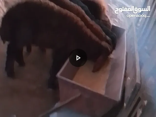 اربع خرفان نخب نخب اعمار 3شهور صحه ممتازه توب توب