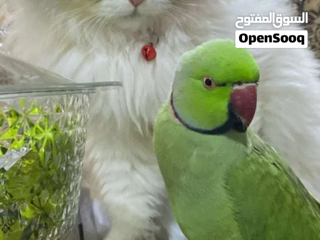 فحلللل دره مطووق عالاوول بلدي فحل دره اليف جدااا  بطلع عاليد وعالكتف  بعيد وراك تصفير  بتعلم كلام