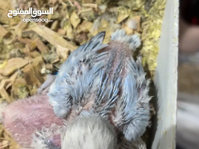 فروخ لوفبيرد / روز