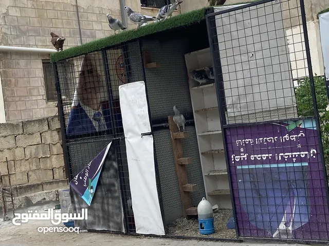 مطير للبيع