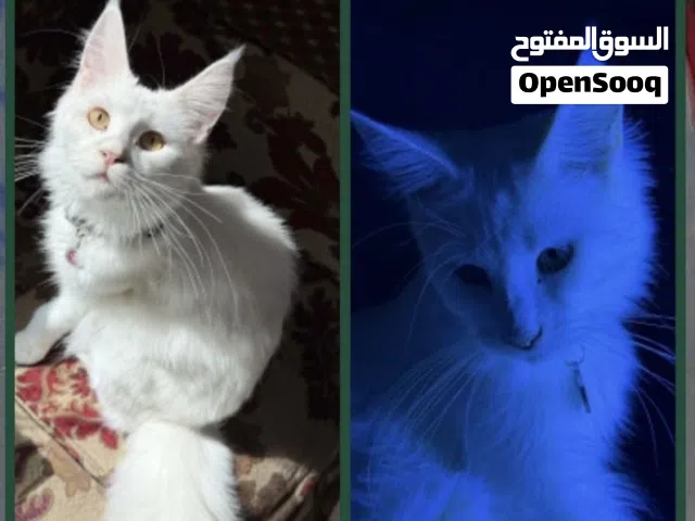 قطوه مع الجواز