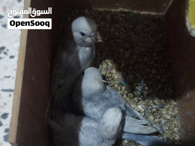 كوبيا رينبو