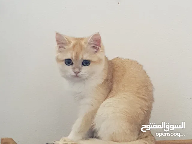 (for sale)Ny12 British Shorthair Female