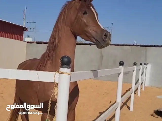 فرس عربي اصيل واهو خيل جمال مستورد
