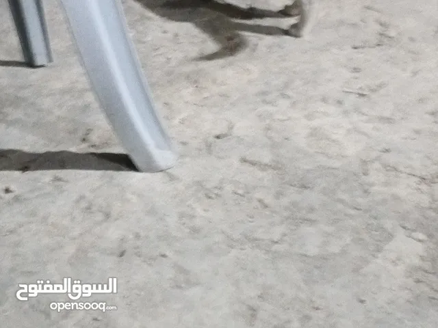 قطط للبيع بدون فلوس
