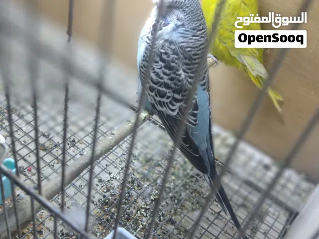 طيور الحب انكليزيات
