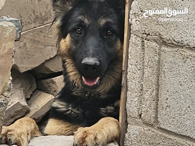 للبيع انثى كلبه جيرمن مستوى فخم جدا وكل شي واضح بالصور