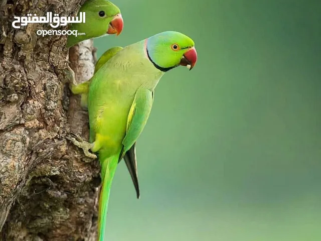 مطلوب ذكر دره هندي
