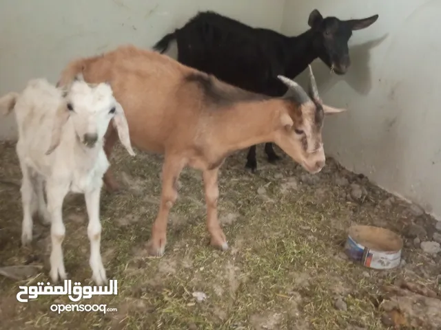 ماعزه مرسيانا