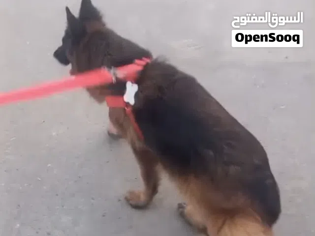 فرصة لليريد ينتج إنتاج طيب
