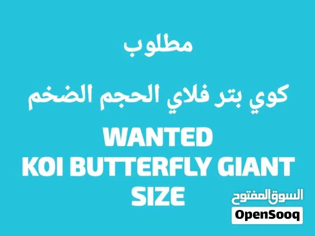 مطلوب كوي بتر فلاي الحجم الضخم