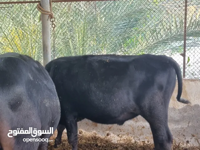 ثيران ظفاريه مطعومه طعام بياض الوجه في المزرعه من يوم هن صغار