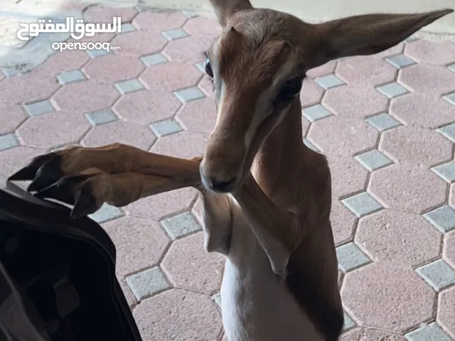 غزال الدماني اليف للبيع