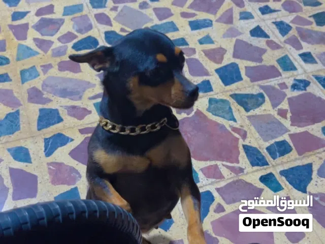 نتايه شيواوا