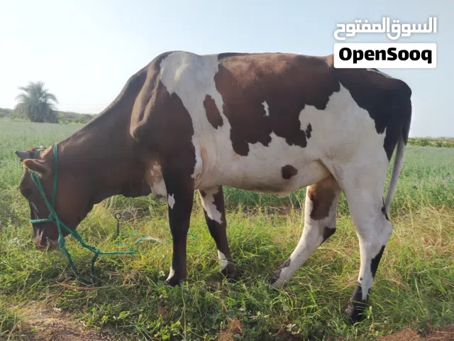 عجلة جيرسية بكرية