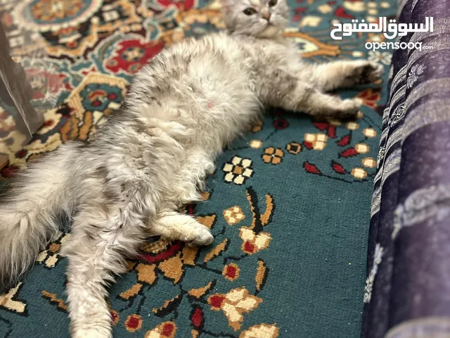 قطه شانشيلا فضيه
