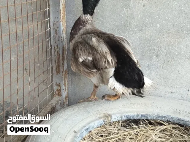 بش خضيري اصلي