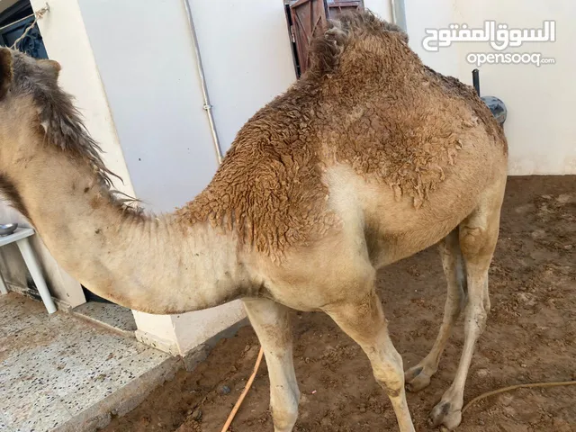قعدان مقرسات للبيع