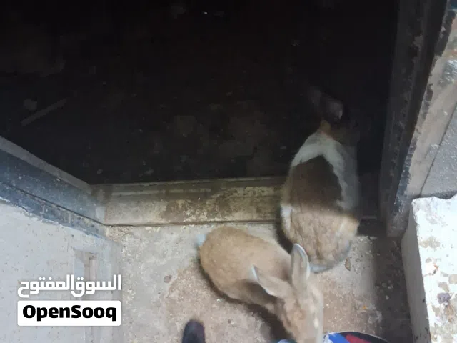 ارانب هجين للبيع