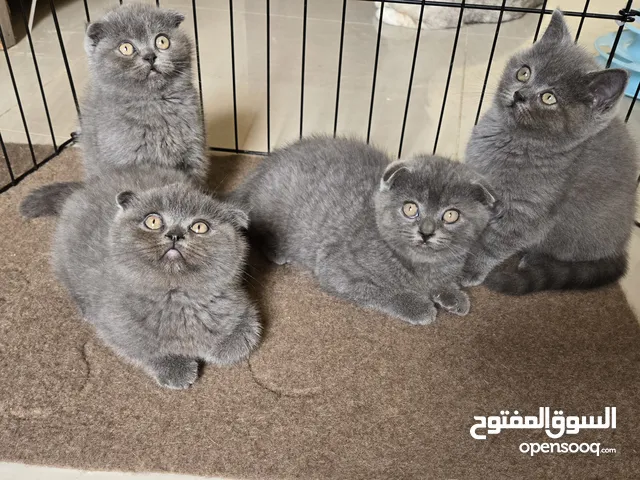 SCOTTISH FOLD AND STRAIGHT KITTENS (CAT)