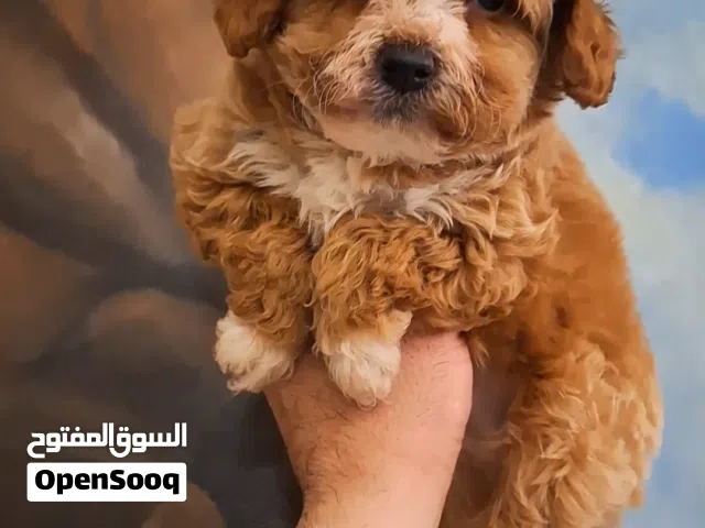 جراء مالتيبو Maltipoo