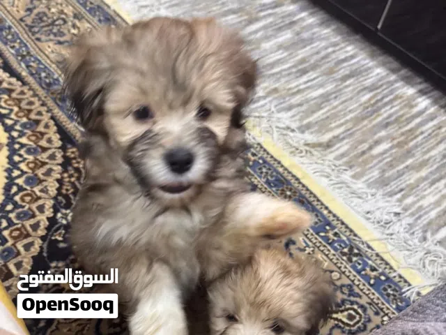 للبيع مالتيز بيور Maltese Pure