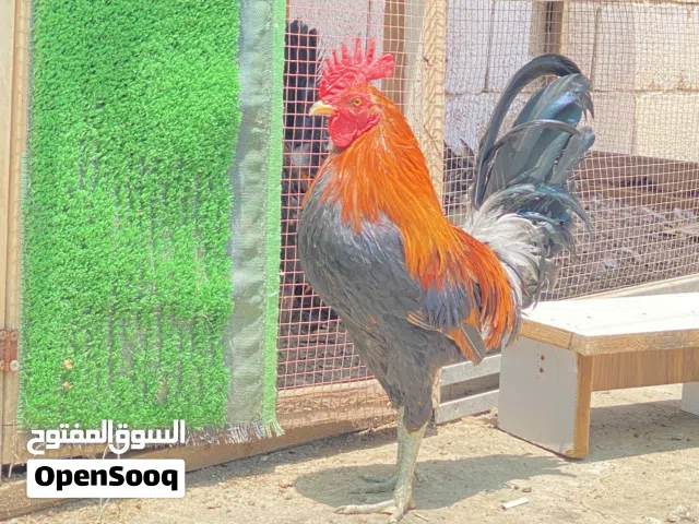 ديج شمسي نقي خط اول كامل لقاحات عمرة 9 اشهر يرجع لحلال ابو اركان الزيرجاوي