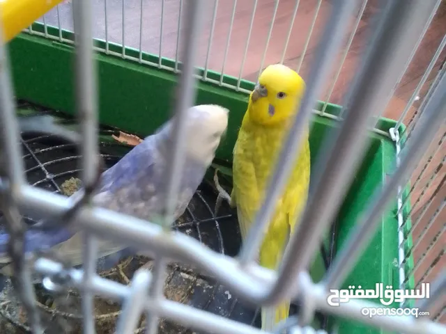 كوبيه بقلينو للبيع مشاءلله تحتها 5 دحيات السعر 95 أقرا الوصف..