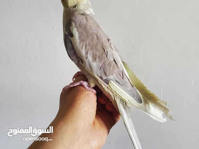 فرد كوكتيل أليف جداً للبيع