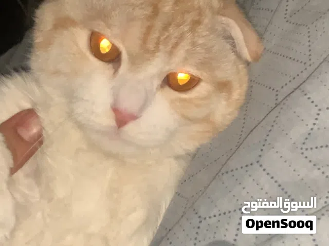 قطط سكوتش فولد