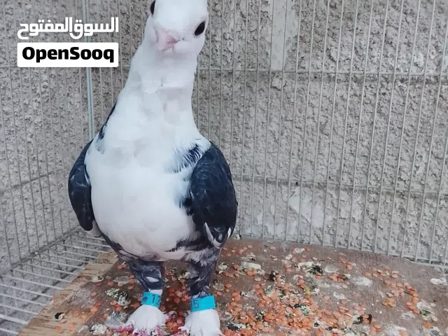 طير سنتلايت اليف
