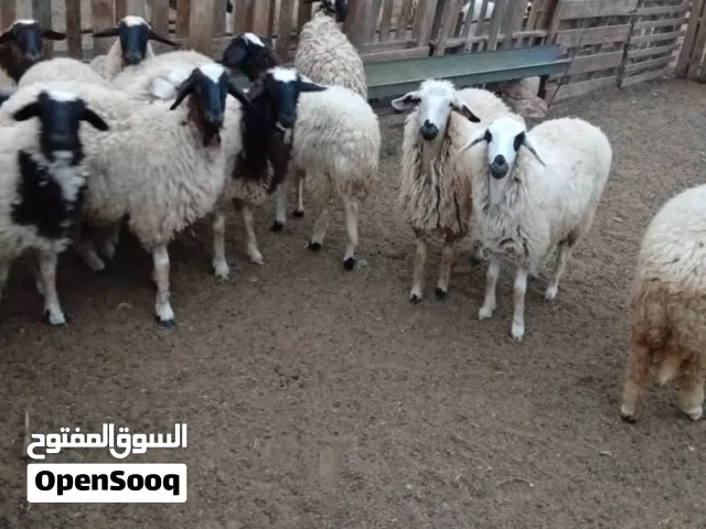 حوليات العمر 8شهور