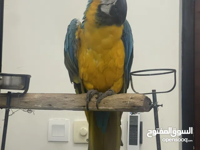 huge blue and gold macaw