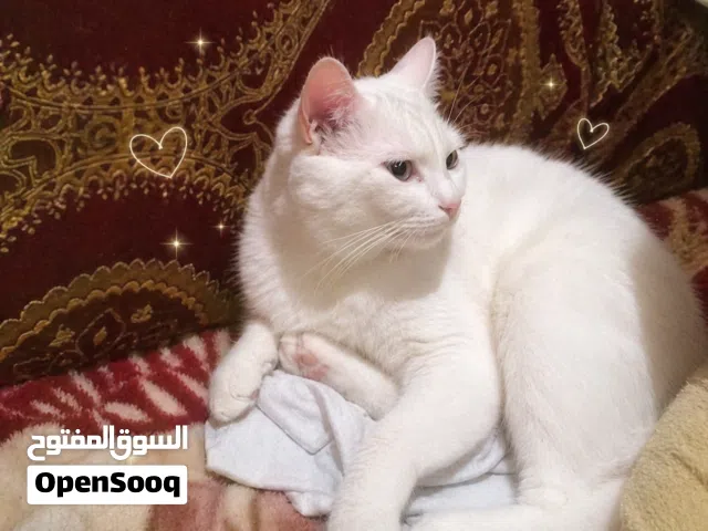 بيع القطط في بنها