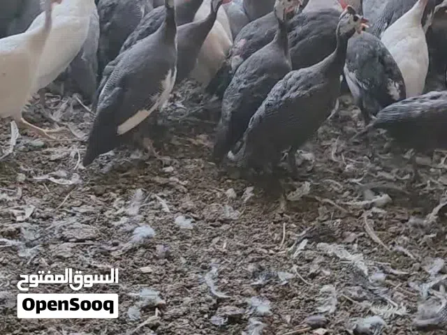 للبيع كانجا منتج