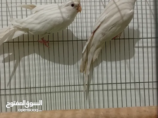 كوكتيل البينو عين حمراء للبيع
